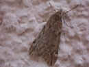 Alsophila aescularia (Frühlingskreuzflügler) / GEOMETRIDAE/Oenochrominae(Spanner)