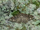 Parectropis similaria (Weissfleck-Rindenspanner) / GEOMETRIDAE/Ennominae (Spanner)