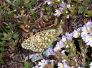 Argynnis niobe (Stiefmütterchen-Perlmuttfalter) / CH VS Gspon 2060 m, 12. 08. 2009