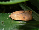 Noctua pronuba (Hausmutter) / NOCTUIDAE (Eulen)