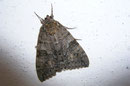Catocala nupta (Rotes Ordensband) / NOCTUIDAE/Catocalinae (Eulen)