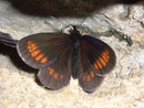 Erebia melampus (Kleiner Mohrenfalter) / NYMPHALIDAE/Tr. Erebiini (Edelfalter)
