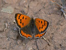 Lycaena phlaeas (Kleiner Feuerfalter) / Spanien Kan. Inseln, Gran Canaria, San Nicolas, Montaña del Viso 900 m, 03. 01. 2013
