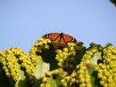 Danaus plexippus (Monarch) / España Kan. Inseln, Gran Canaria, Puerto Mogán, Meereshöhe, 06. 02. 2012
