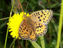 Argynnis aglaja (Grosser Perlmuttfalter, Männchen) / Frankreich Vallorcine le Buet Cabane de Bérard 1750 m, 19. 08. 2009