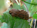 Ptilophora plumigera (Frost-Zahnspinner) CH BE Habkern Hohgant 1500 m, 06. 11. 2011  (Fichtenwald an schattiger, steiler Felspartie)