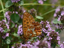 Boloria euphrosyne (Veilchen-Perlmuttfalter) / CH BE Hasliberg 1050 m, 06. 06. 2013 