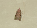 Aphomia sociella (Hummelwachsmotte) / PYRALIDAE (Zünsler)