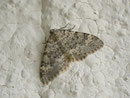 Nebula achromaria (Farbloser Alpen-Blattspanner) / GEOMETRIDAE/Larentiinae (Spanner)