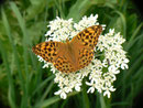 Argynnis paphia (Kaisermantel, Weibchen) / CH BE Hasliberg 1070 m, 31. 07. 2018