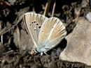 Polyommatus damon (Grünblauer Bläuling, Männchen) / CH VS Montagne de Fecon 1590 m, 07. 08. 2012