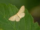 Idaea humiliata (Braunrandiger Zwergspanner) / CH BE Hasliberg 1100 m, 25. 06. 2014
