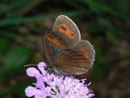 Erebia aethiops  (Graubindiger Mohrenfalter, Männchen) / CH BE Hasliberg 1050 m, 30. 07. 2012