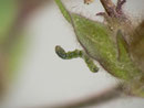 Phlogophora meticulosa (Achateule) / CH BE Hasliberg 1290 m, 24. 06. 2020