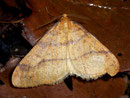 Agriopis aurantiaria (Orangegelber Breitflügelspanner) / GEOMETRIDAE/Ennominae (Spanner)