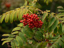 Sorubus aucuparia (Vogelbeere) / Rosaceae