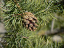 Pinus (Kiefer) / Pinaceae