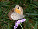 Lasiommata maera (Braunauge,) / CH TI Redondo-Sementina 520 m, 14. 10. 2010
