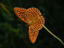 Argynnis paphia (Kaisermantel, Männchen) / CH BE Hasliberg 1060 m, 17. 07. 2014