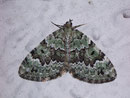 Colostygia laetaria (Baldrian-Bindenspanner) / GEOMETRIDAE/Larentiinae (Spanner)