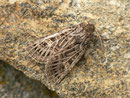 Tholera decimalis (Weissgerippte Lolcheule) / CH BE Hasliberg 1050 m, 06. 09. 2017