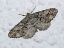 Peribatodes secundaria (Nadelholz-Rindenspanner, Männchen) / CH BE Hasliberg 1050 m, 06. 08. 2011