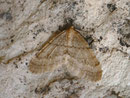 Operophtera fagata (Buchen-Frostspanner) / CH VS Col de Taney 1450 m, 02. 11. 2011