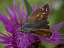 Hesperia comma (Kommafalter) / CH BE Hasliberg 1050 m, 30. 08. 2007