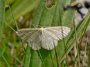 Scopula ternata (Heidelbeer-Kleinspanner) / CH BE Engstlenalp 1887 m, 26. 07. 2013