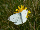 Pieris rapae (Kleiner Kohlweissling, Männchen)