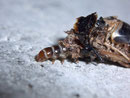 Diplodoma laichartingella