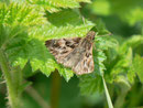 Carcharodus alceae (Malven-Dickkopffalter) / CH BE Hasliberg 1070 m, 09. 05. 2013