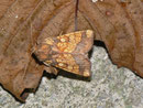 Gortyna flavago (Kletteneule) / NOCTUIDAE (Eulen)