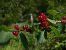 Lonicera xylosteum (Rote Heckenkirsche) /  CAPRIFOLIACEAE