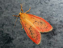 Miltochrista miniata (Rosaroter Flechtenbär) / ARCTIIDAE/Lithosiinae (Bärenspinner)