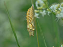 Aglais urticae (Kleiner Fuchs, Puppe) / CH BE Hasliberg 1190 m, 09. 07. 2013