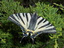 Iphiclides podalirius (Segelfalter) / CH VS Felsensteppe Gampel-Jeizinen 1000 m, 19. 04. 2010