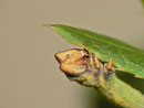 Biston betularia (Birkenspanner) / CH BE Hasliberg 1050 m, 20. 09. 2013 (gefunden an Berberis vulgaris)