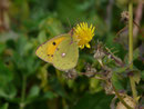 Colias croceus (Postillon, Weibchen) / Portugal Madeira Ponta da São Lorenço Canical Baía d'Abra 77 m, 30. 01. 2015