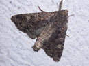 Apamea furva (Trockenrasen-Grasbüscheleule) / NOCTUIDAE (Eulen)