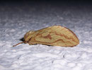 Hepialus humuli (Grosser Hopfen-Wurzelbohrer) / HEPIALIDAE (Wurzelbohrer)