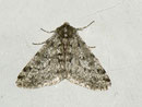 Apocheima pilosaria (Schneespanner) / GEOMETRIDAE/Ennominae (Spanner)