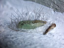 Nudaria mundana (Blankflügel-Flechtenbärchen, Puppe mit Raupenhaut) CH BE Hasliberg 1050 m, 18. 06. 2010
