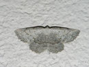 Elophos dilucidaria (Lichtgrauer Bergwaldspanner) / GEOMETRIDAE/Ennominae (Spanner)