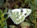 Pontia daplidice / PIERIDAE/Pierinae (Weisslinge)