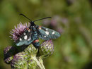 Zygaena ephialtes (Veränderliches Widderchen) / CH VS Grône Loye 911 m, 11. 07. 2018