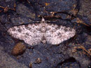 Eupithecia schuetzeata / GEOMETRIDAE/Larentiinae (Spanner)