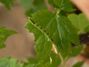 Baptria tibiale (Schwarzer Christophskrautspanner) / CH BE Hasliberg, 04. 09. 2016
