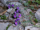 Linaria alpina (Alpen-Leinkraut) / Scrophulariaceae