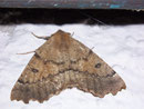 Odontopera bidentata (Doppelzahnspanner) / GEOMETRIDAE/Ennominae (Spanner)